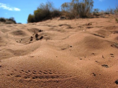 Monument Valley - Tracks In The Sand.JPG