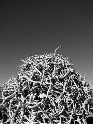 Wapiti Highway - Antler Pile.JPG