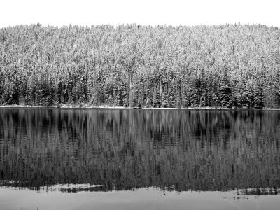 Yellowstone - Snowy Tree Lake.JPG