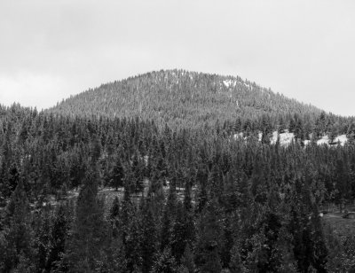 Yellowstone - Snowy Trees.JPG