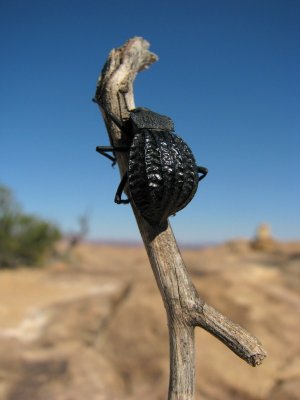 Canyonlands Needles - Slickrock Beetle.JPG