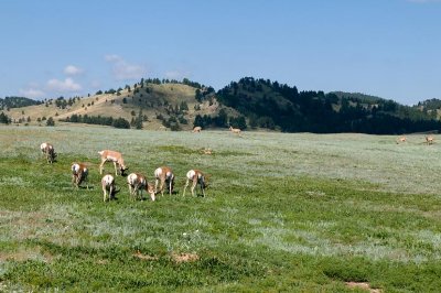 Pronghorn Antelope