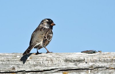 Young Sparrow