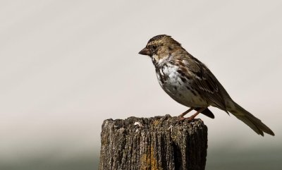 Barn Sparrow