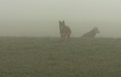 Coyote in Fog