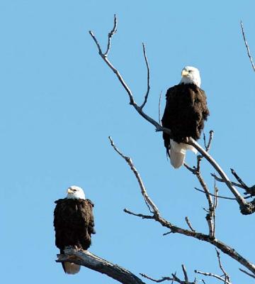 Pair of Adult Bald Eagles