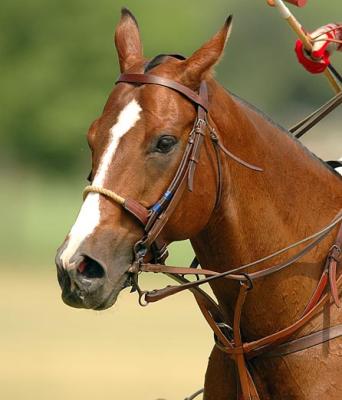 Polo - Horses & Riders