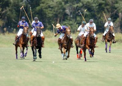 Herd of Polo Horses- 8 play a match