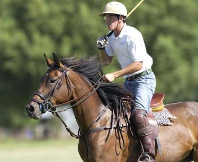 Green (in training) Polo Horse