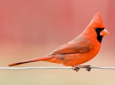 Another Cardinal