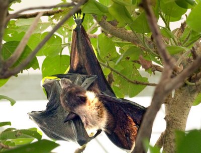 Bat (zoo image)