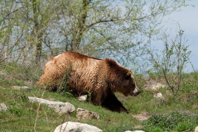 Bear (zoo image)