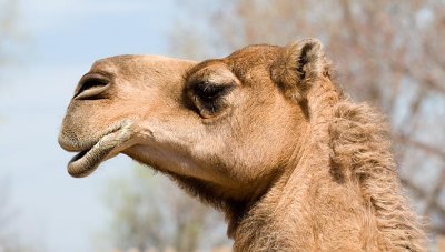 Camel (zoo image)