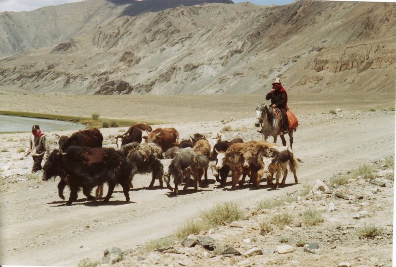 Pamir plateau. Kyrgyz herdsmen leading their yaks