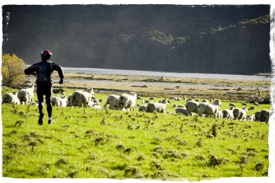 Chasing Sheep in Makarora!