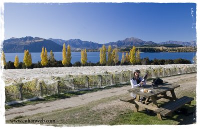 Wine Tasting in Wanaka