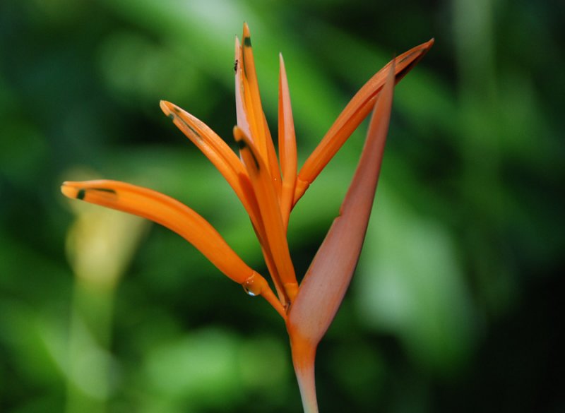 heliconia