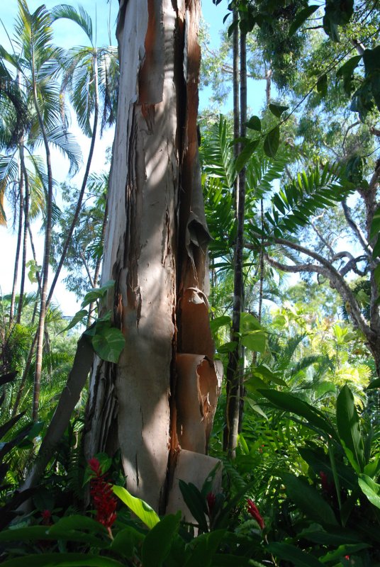 paperbark tree