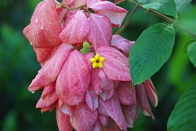 Mussaenda