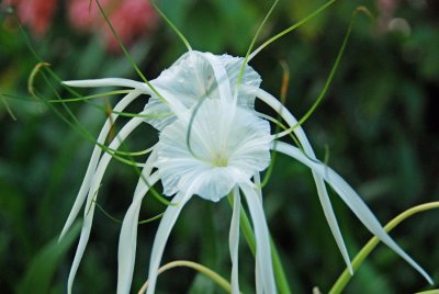 white flower