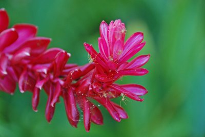 Red flower with ants
