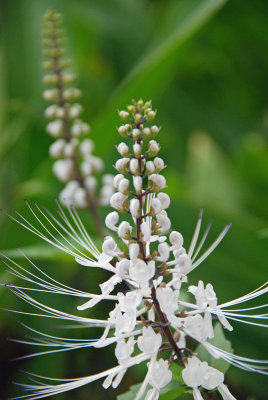 White flower