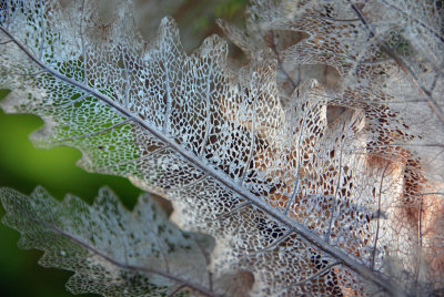 lace leaf 2
