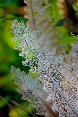 lace leaf