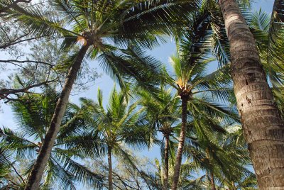 palm trees