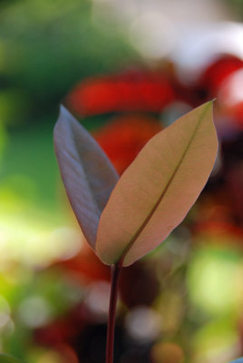 red leaf edit s