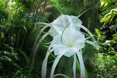 Ginger flower overlay