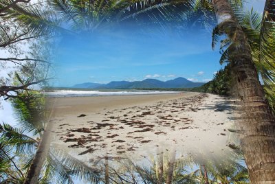 Beach with Palms