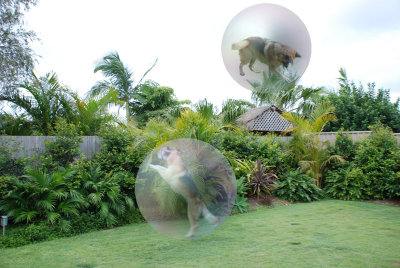 Dixie with bubbles