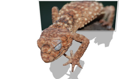 Knob tailed gecko oob