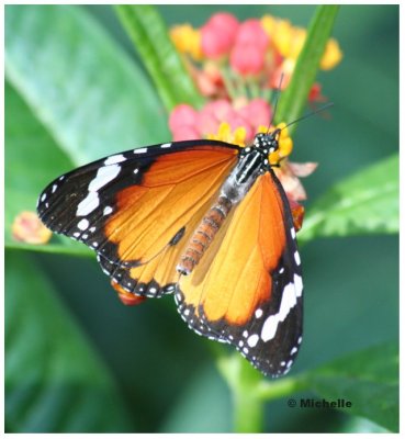 IMG_4192_1 Papillon du Jardin Botanique.jpg