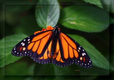 IMG_4357_Monarque mâle.jpg