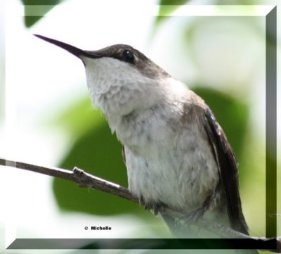 IMG_9003_1 Colibri femelle.jpg