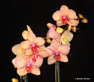 IMG_0606_1 Orchidée.jpg