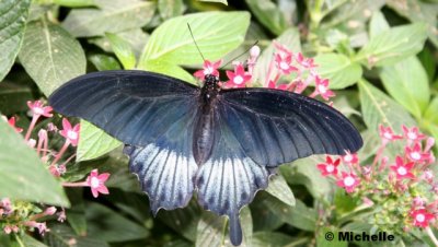 IMG_1419_Au Jardin botanique.jpg