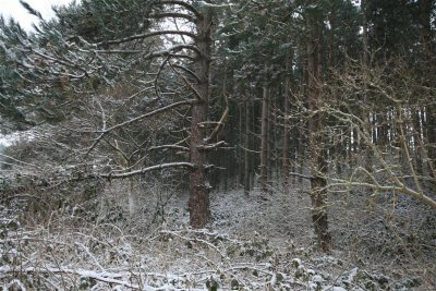 kh20100109 (43).JPG