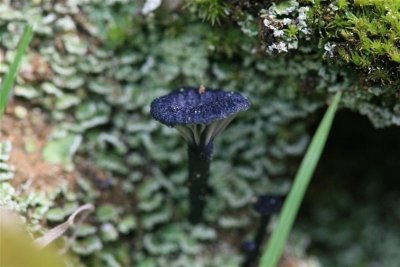 kh 20100227 (03).JPG