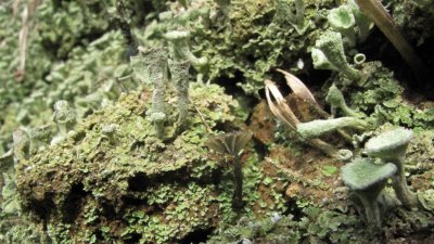 kh 20100227 (06).JPG