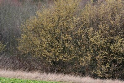 kh 20100227 (15).JPG