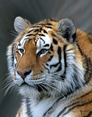Portrait Of A Tiger