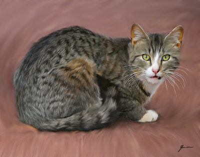 Little Kitty