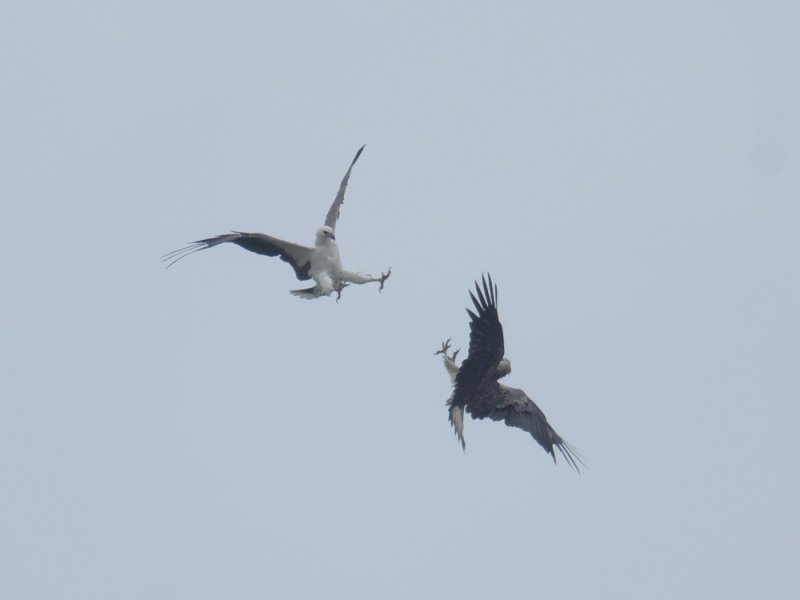 White Bellied Sea Eagle