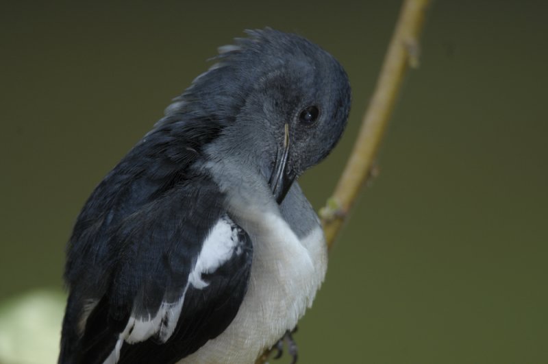 Magpie Robin, Oriental