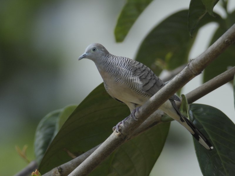 <a class=c2>Dove, Peaceful</a>