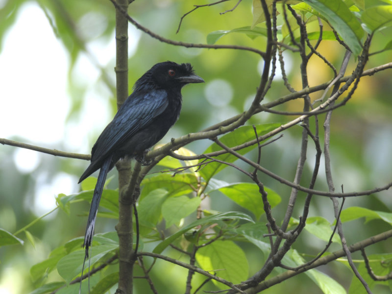 <a class=c8>Drongo, Lesser Racket-Tailed</a>