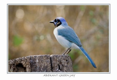 Aberant Green Jay